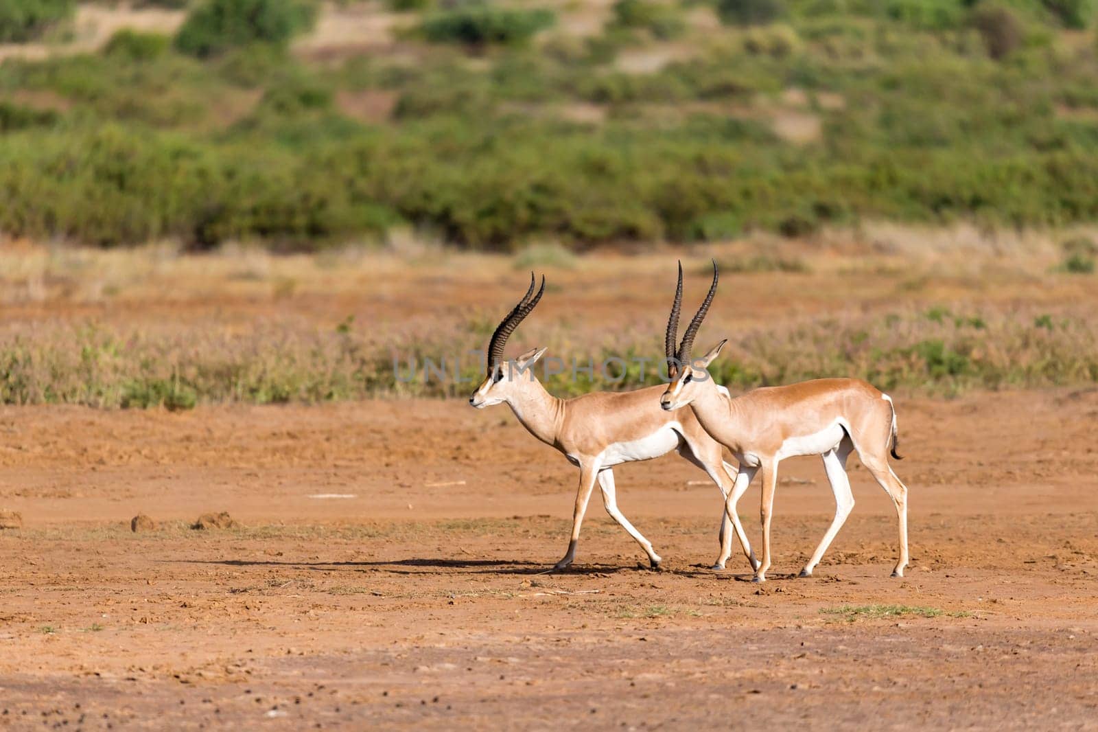 A Grant Gazelle in the savannah of Kenya