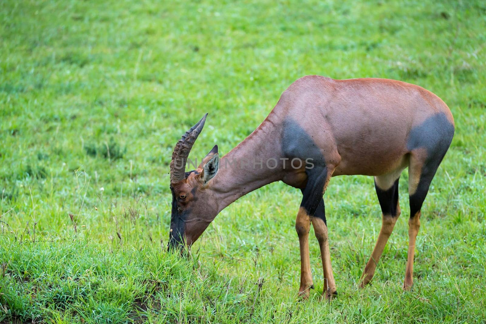 A Topi antelope in the grassland of Kenya's savannah
