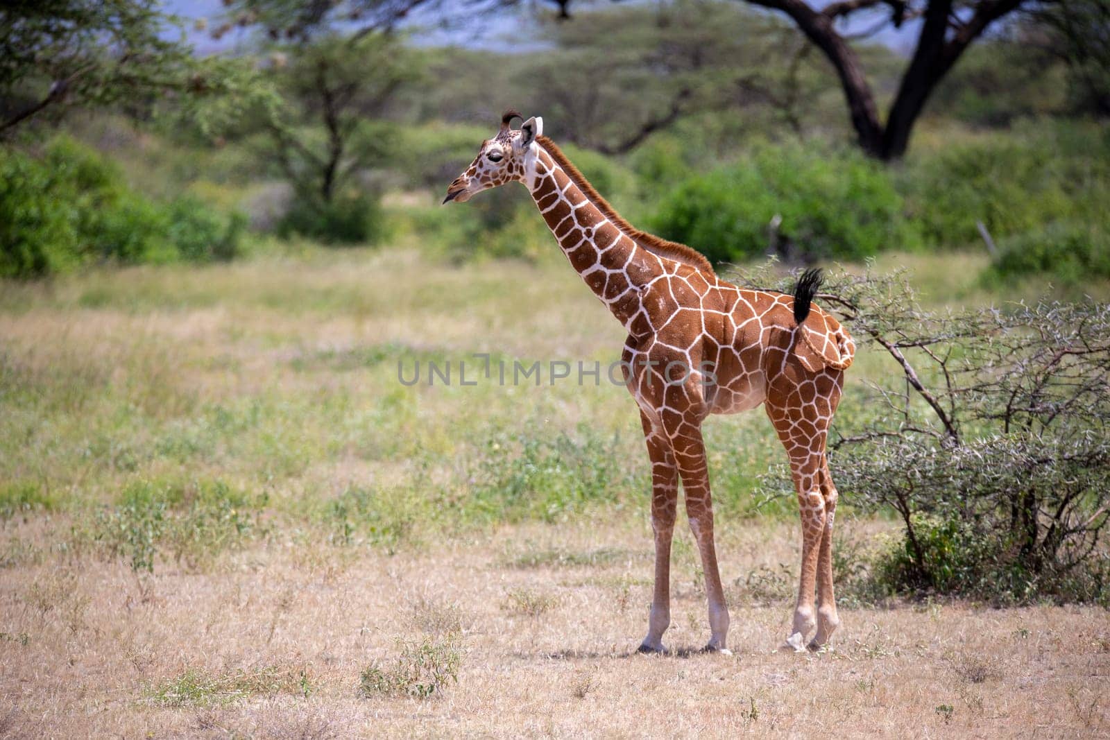 One giraffe walk through the savannah between the plants