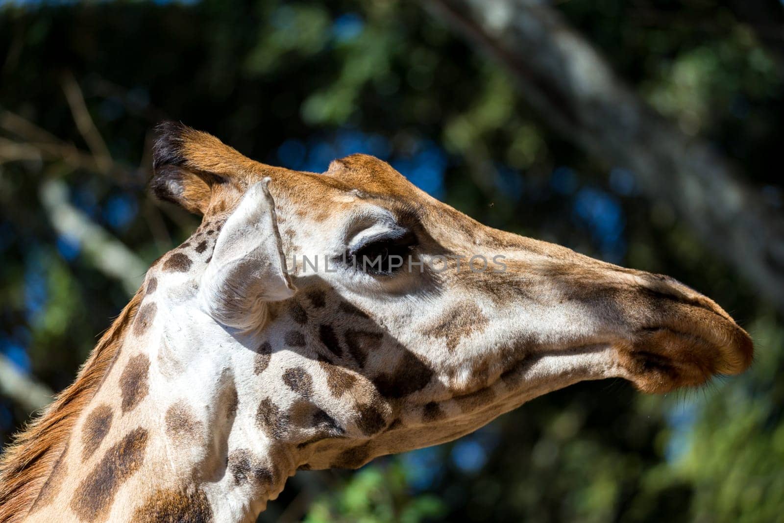 A close-up of one giraffe's head