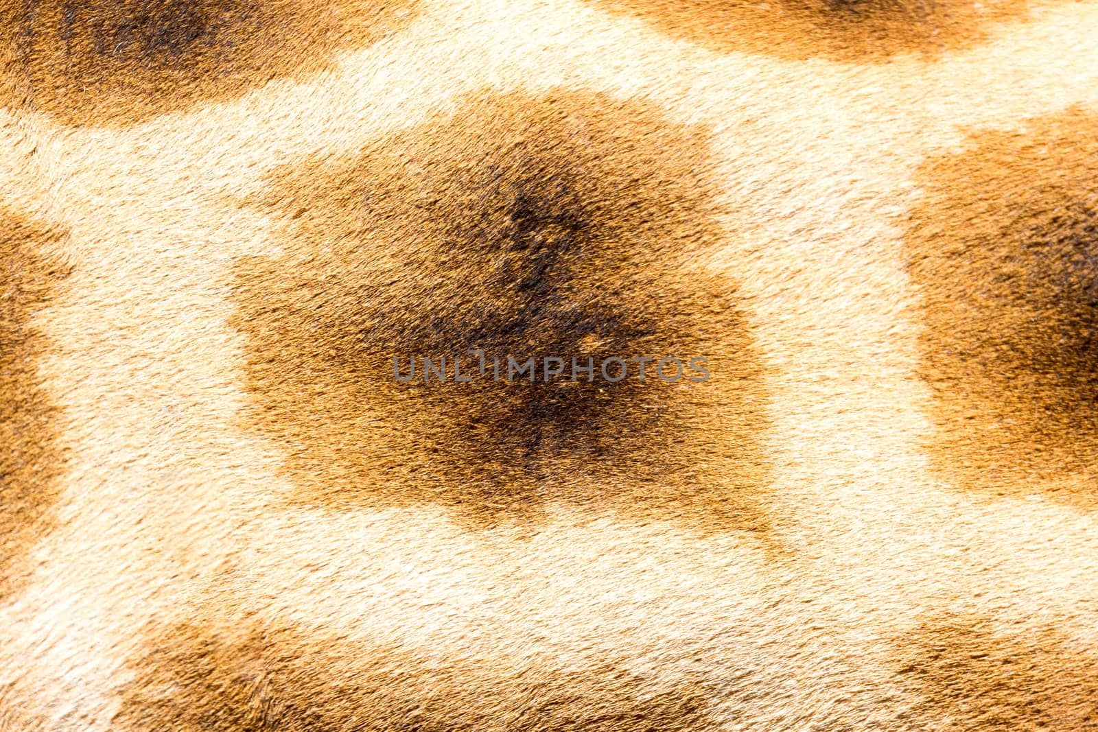 A fur of a giraffe in close-up