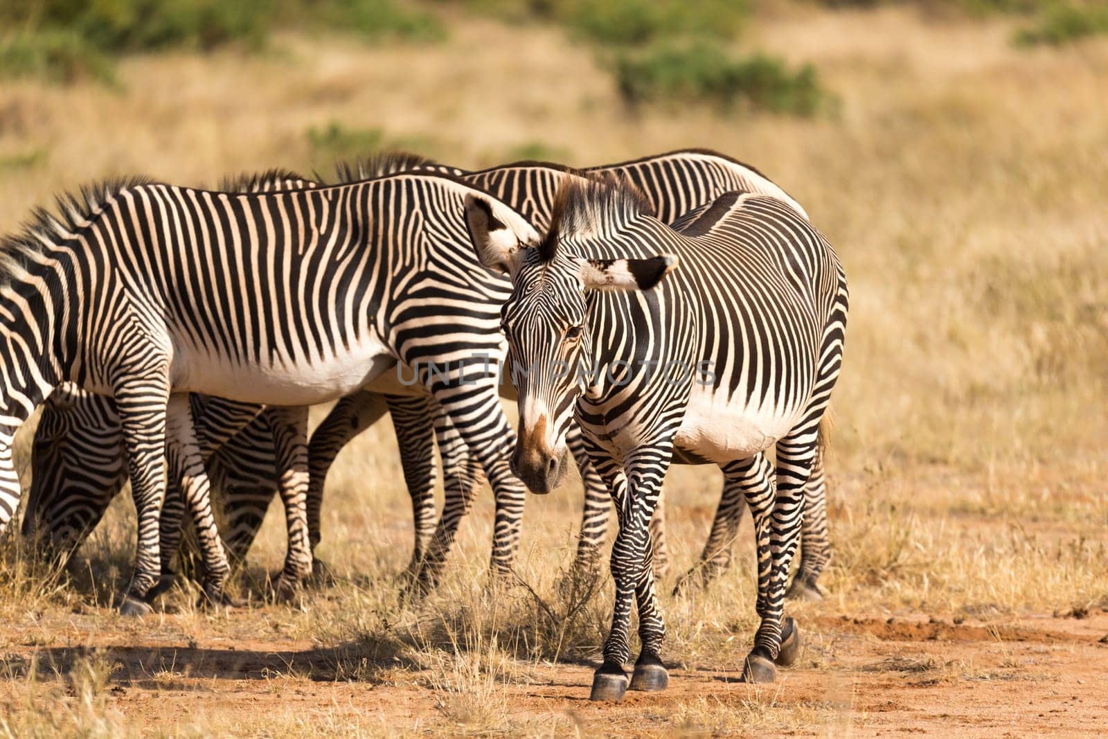 A large herd with zebras grazing in the savannah of Kenya