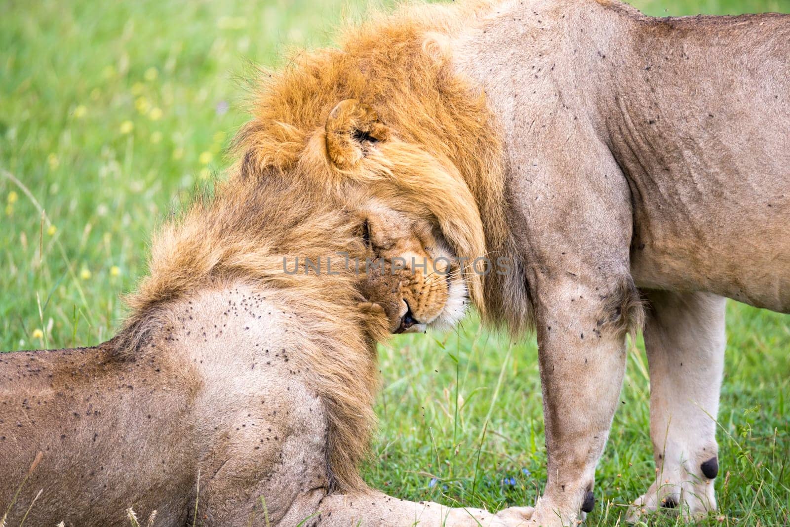 Some big lions show their emotions to each other in the savanna of Kenya