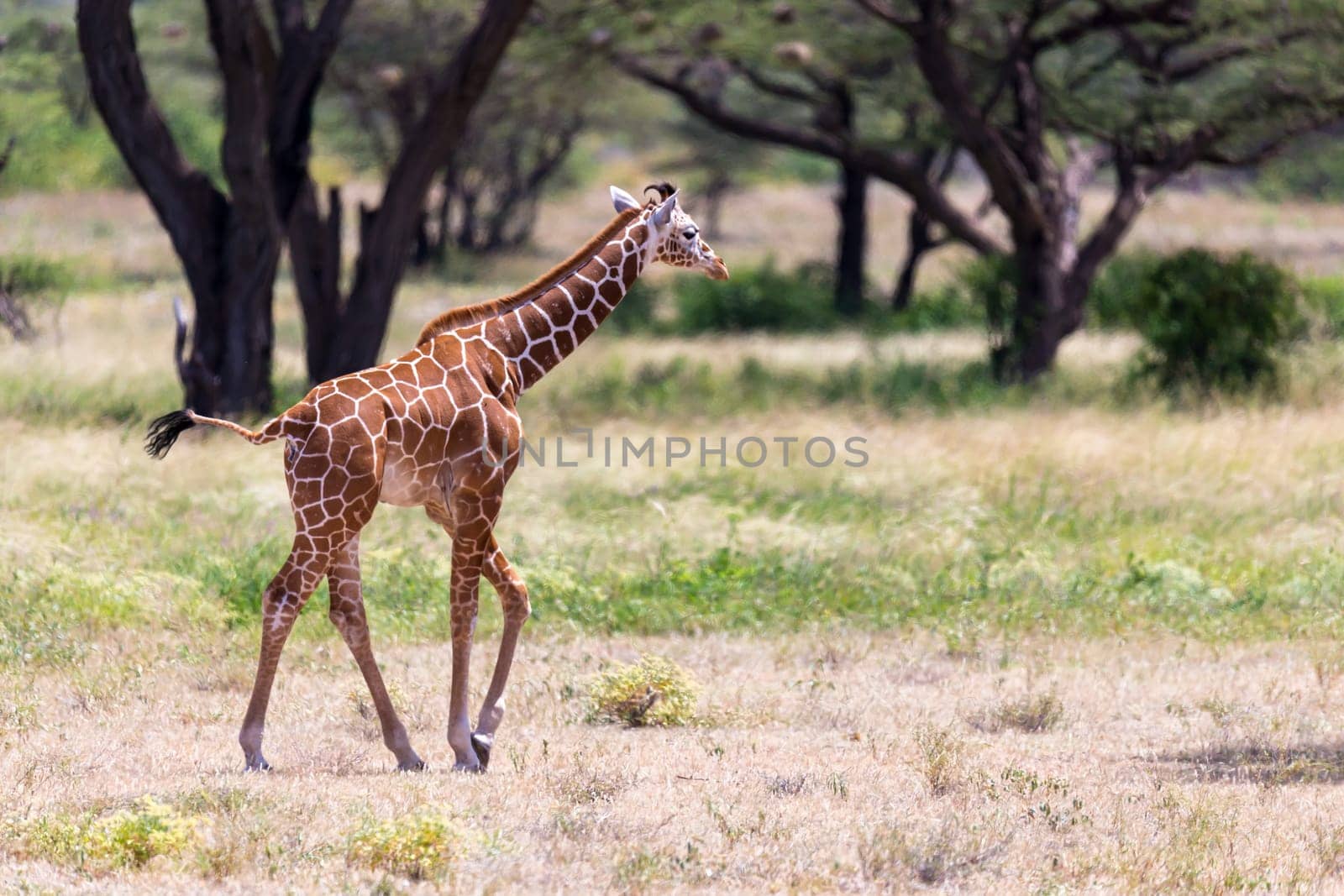 One giraffe walk through the savannah between the plants