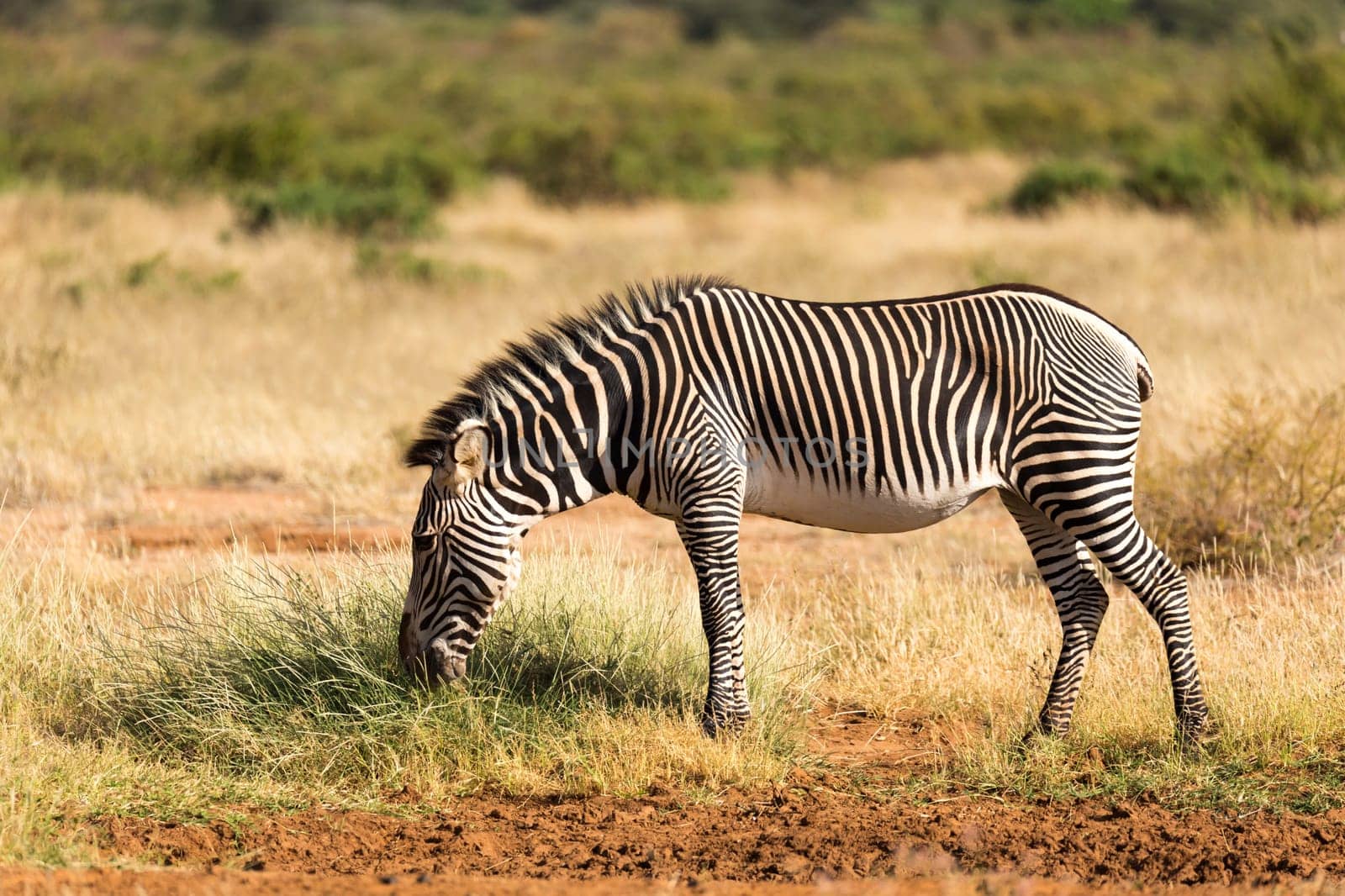 The Grevy Zebra is grazing in the countryside of Samburu in Kenya