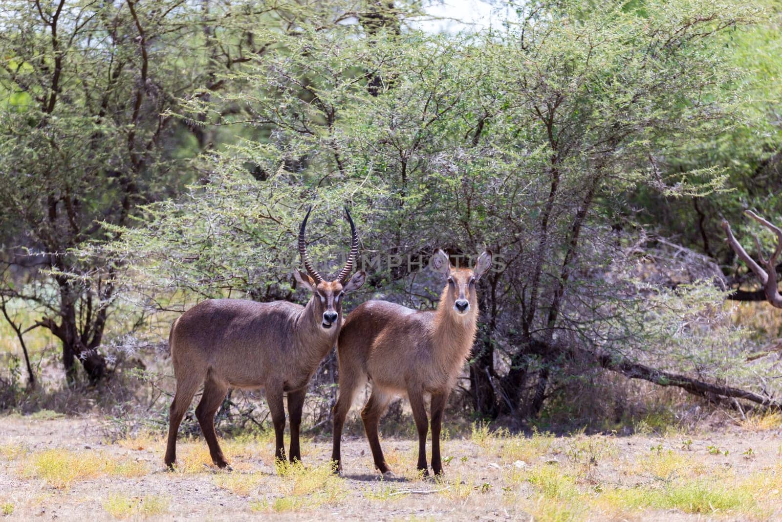 An antelope in the middle of the savannah of Kenya