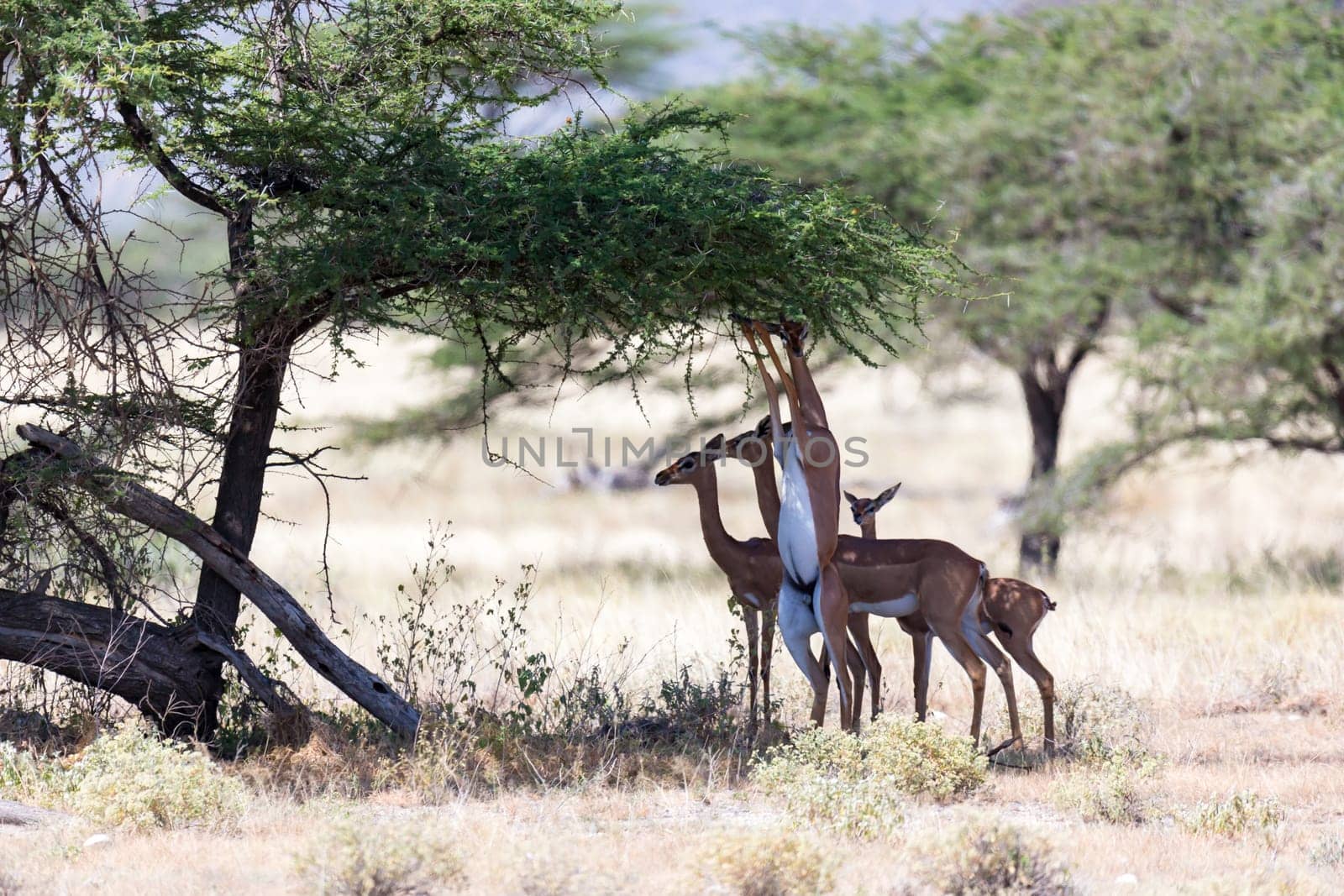 The gerenuk in the kenyan savanna looking for food