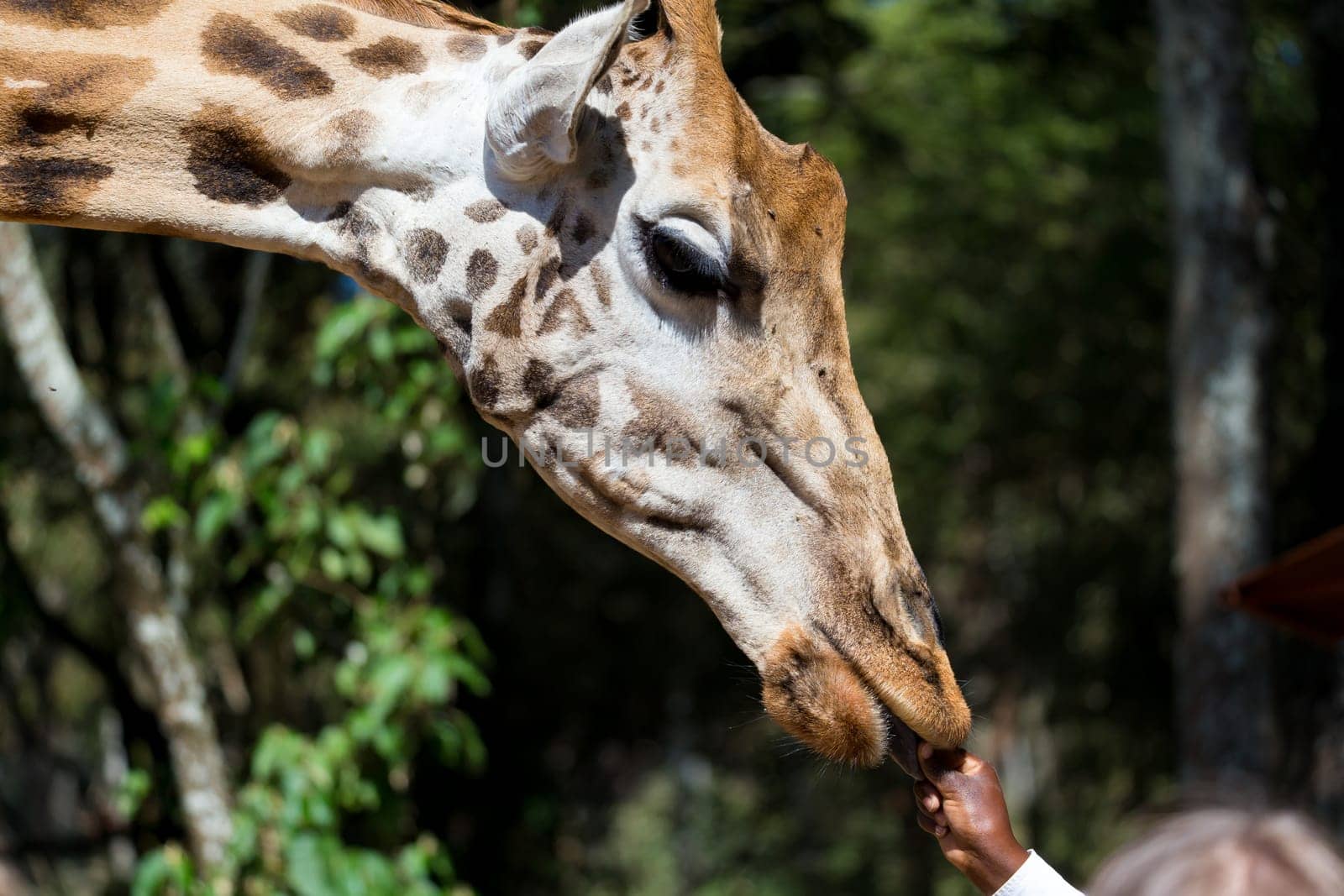 A close-up of one giraffe's head
