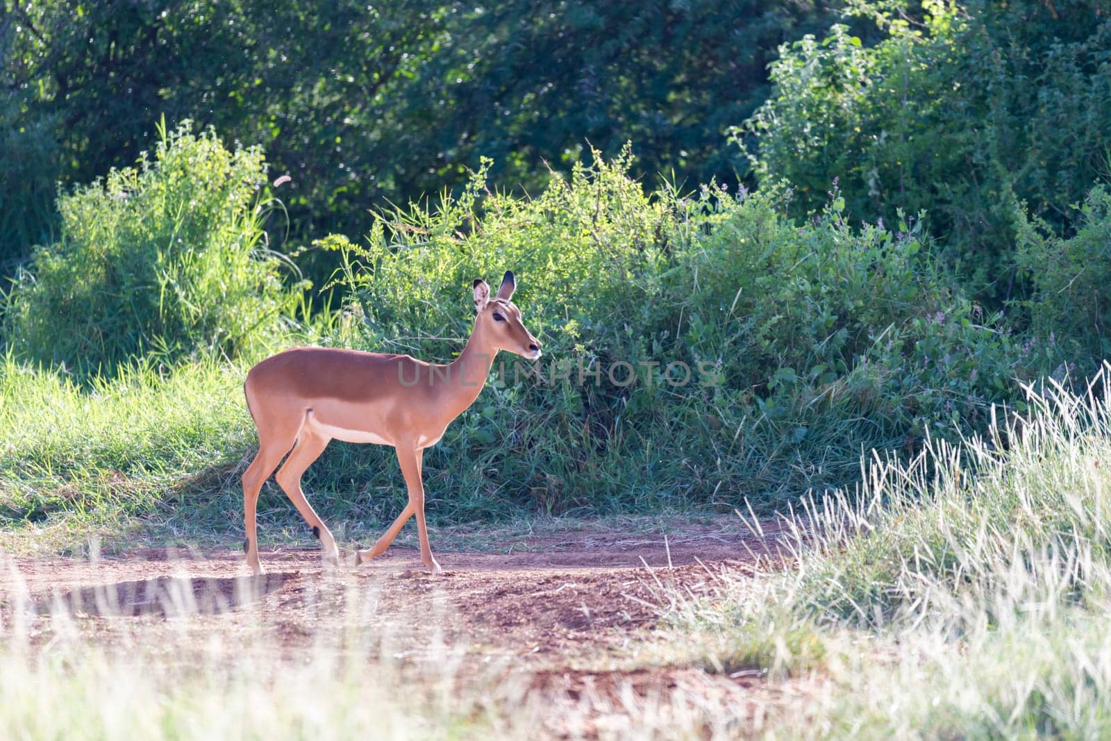 One Grant Gazelle stands in the middle of the grassy landscape of Kenya