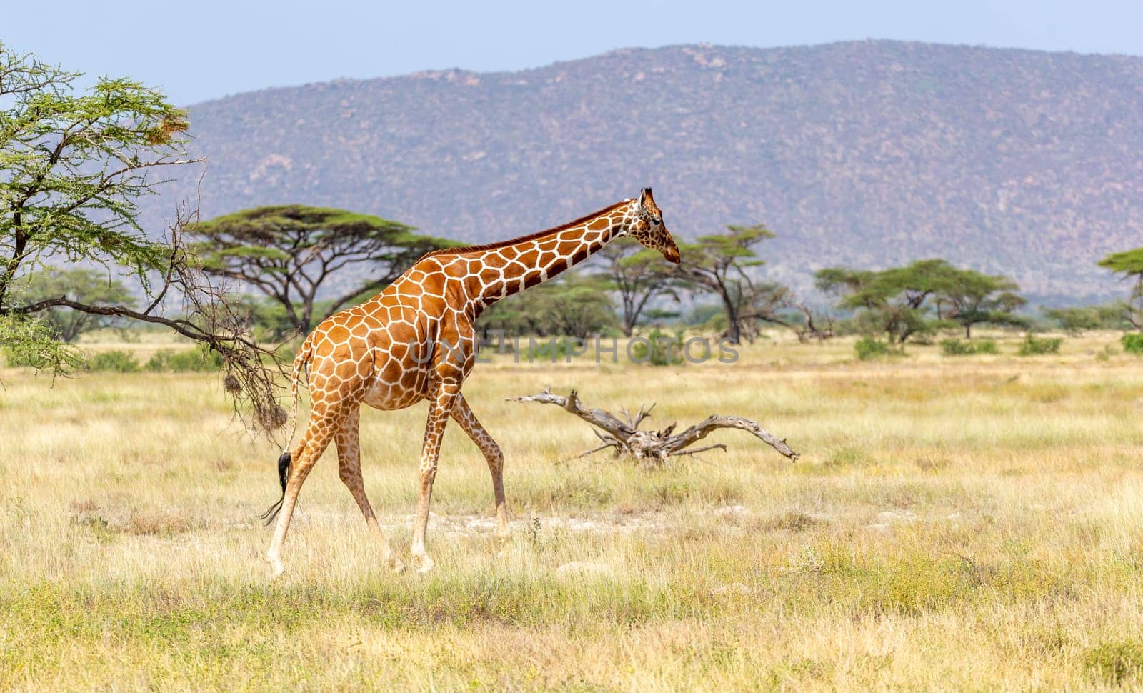 The Somalia giraffe goes over a green lush meadow