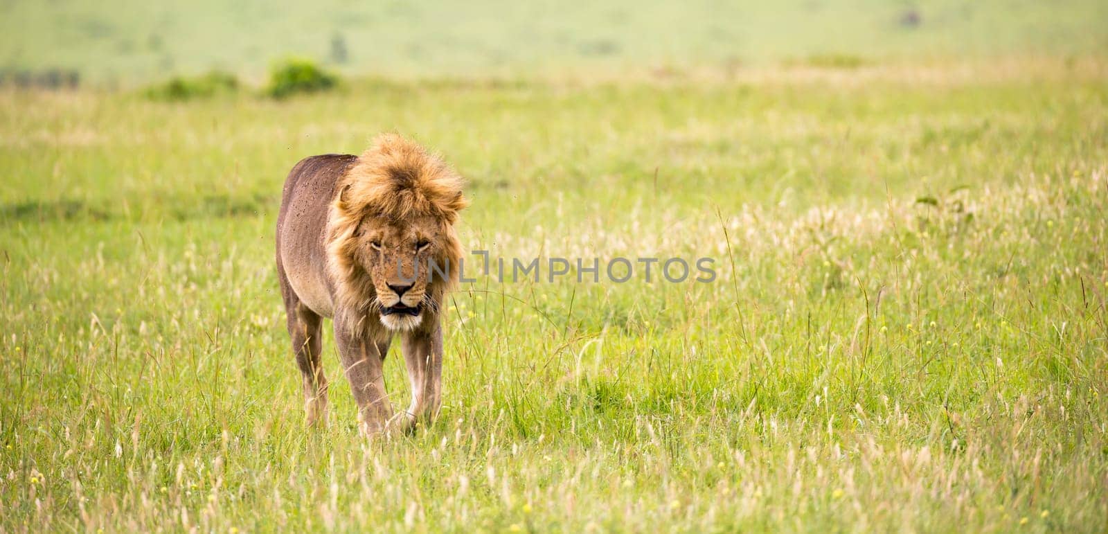 One big male lion is walking in the savannah