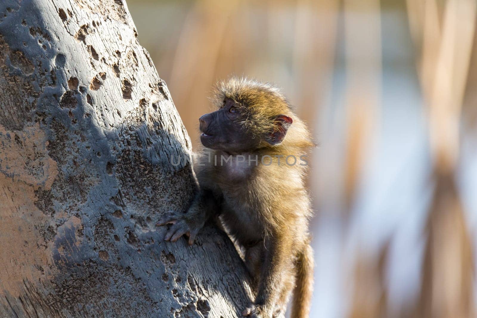 The little monkey is playing on a tree branch