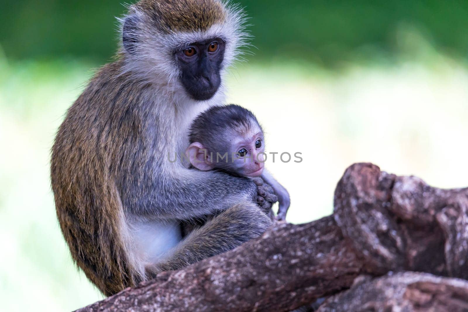 Vervet family with a little baby monkey