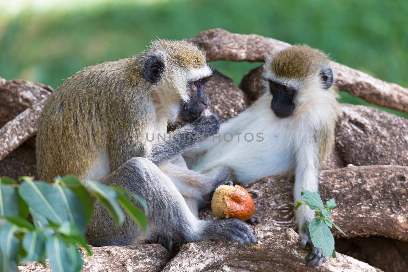 A monkey is doing a fruit meal in the grass