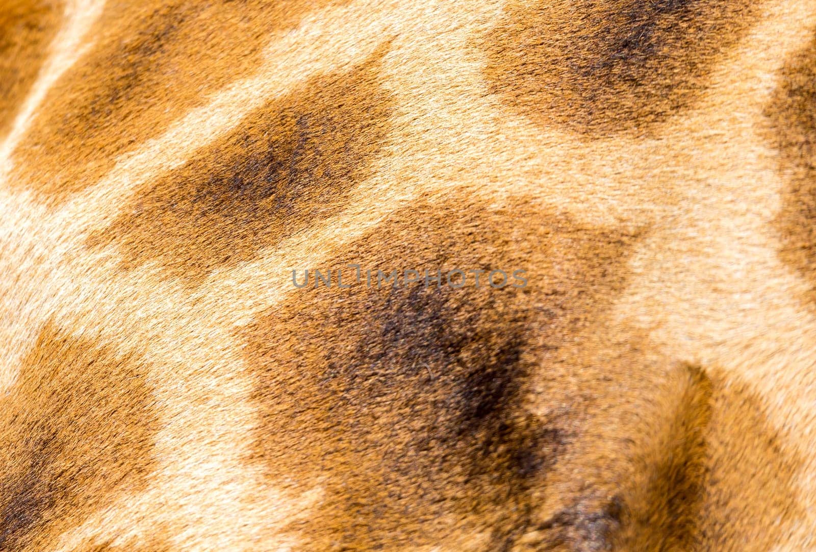 A fur of a giraffe in close-up