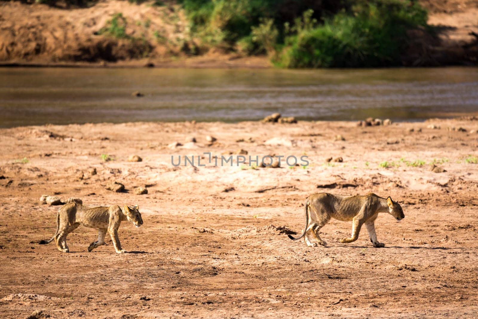 The lions walk along the banks of a river