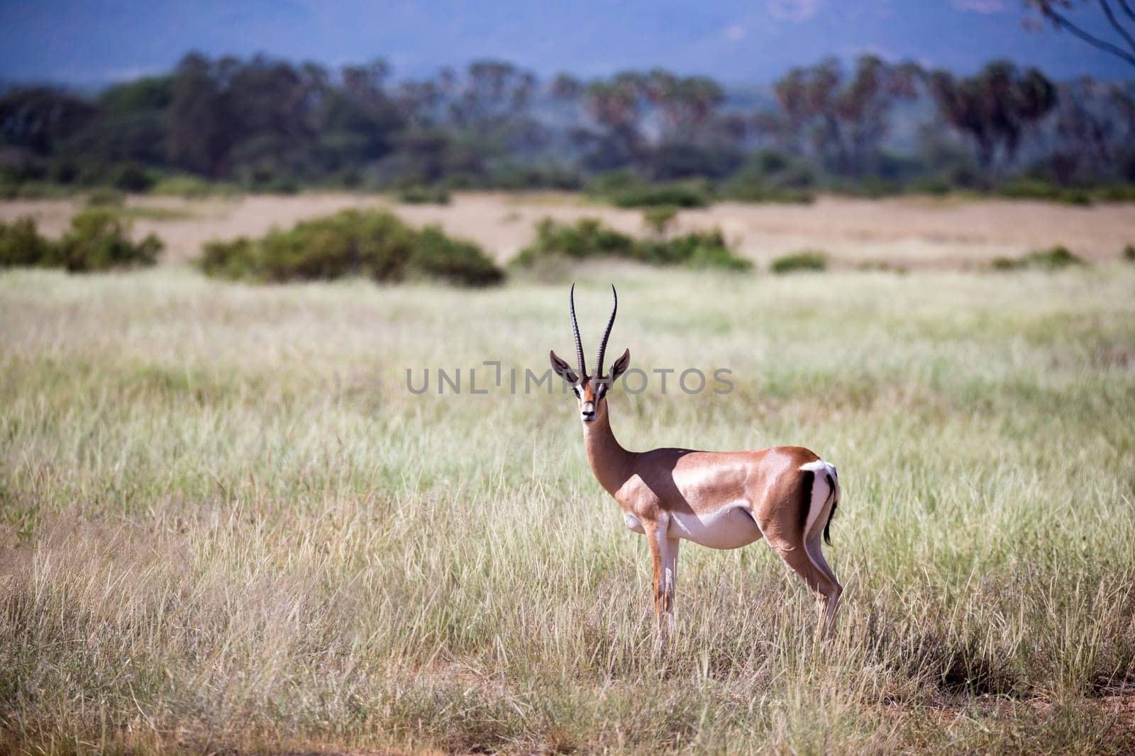 Some native antelopes in the grassland of the Kenyan savannah