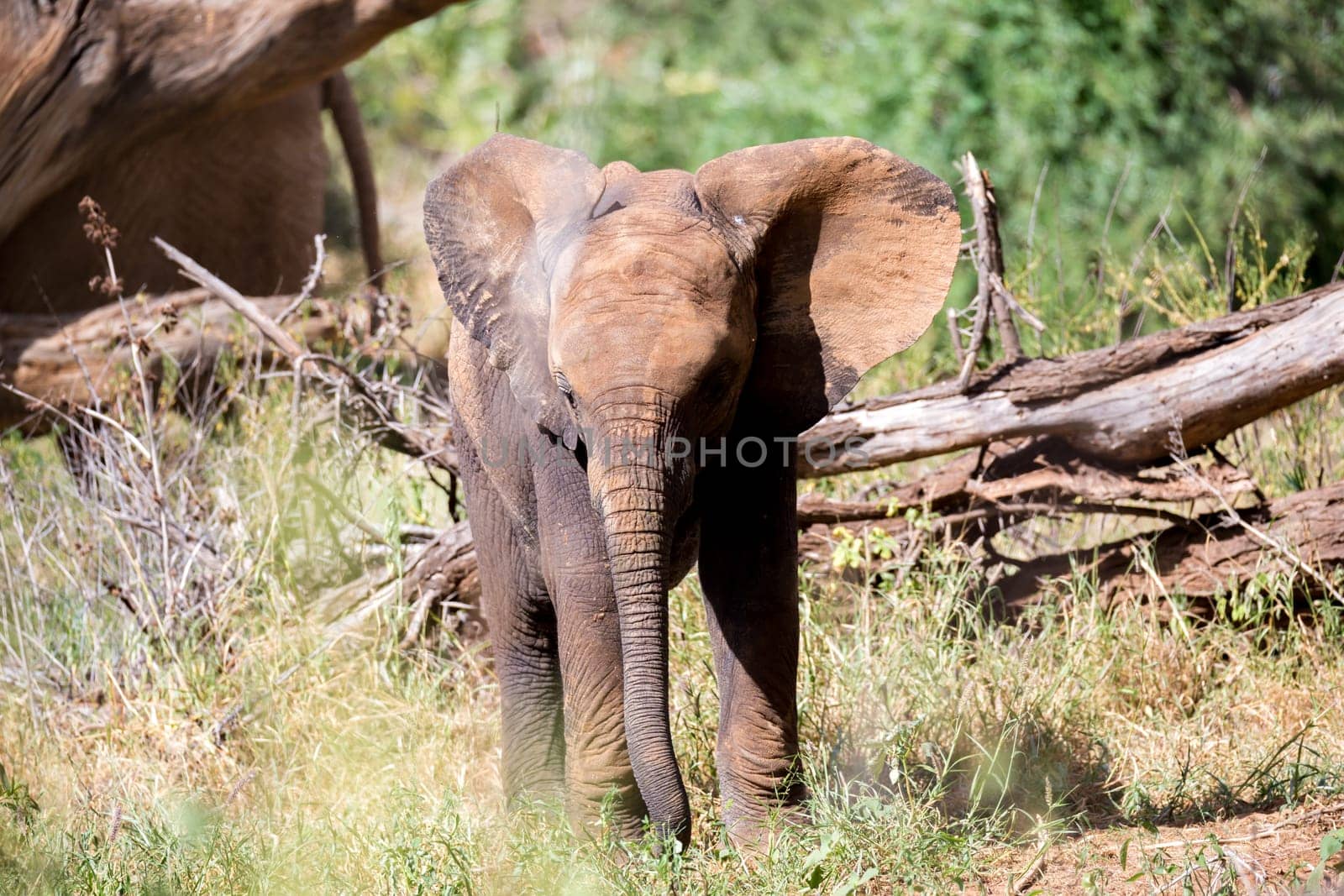 One elephant family goes through the bushes