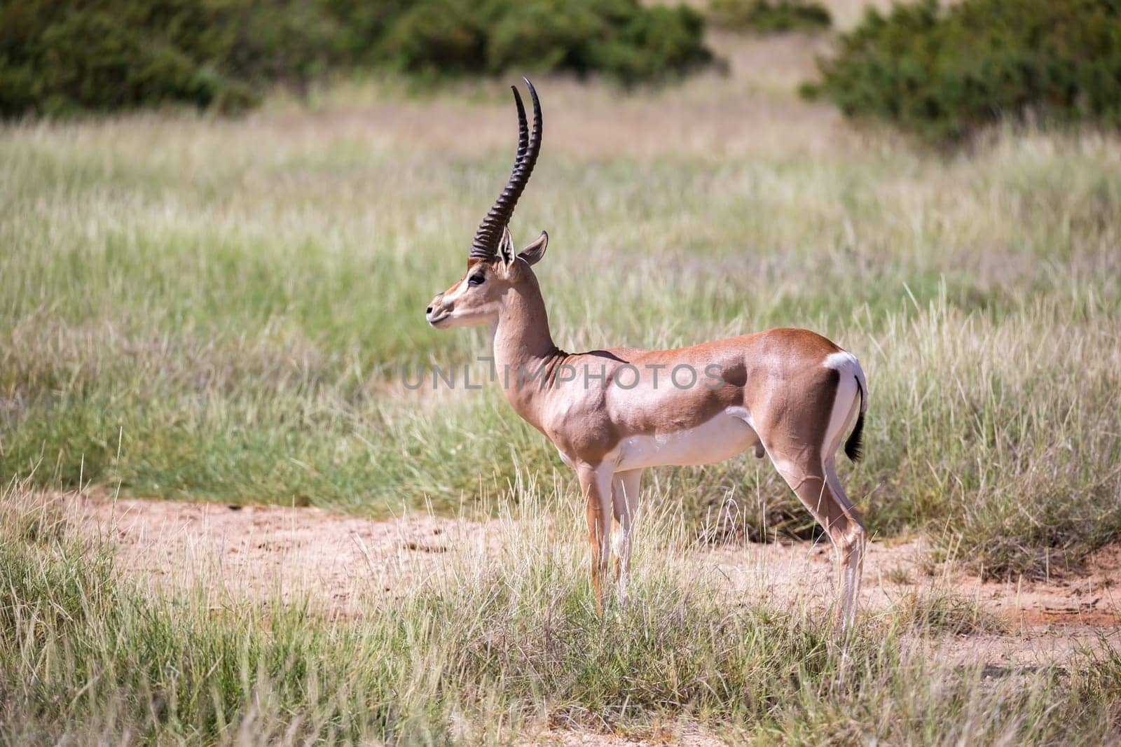 A native species of antelope in the meadow