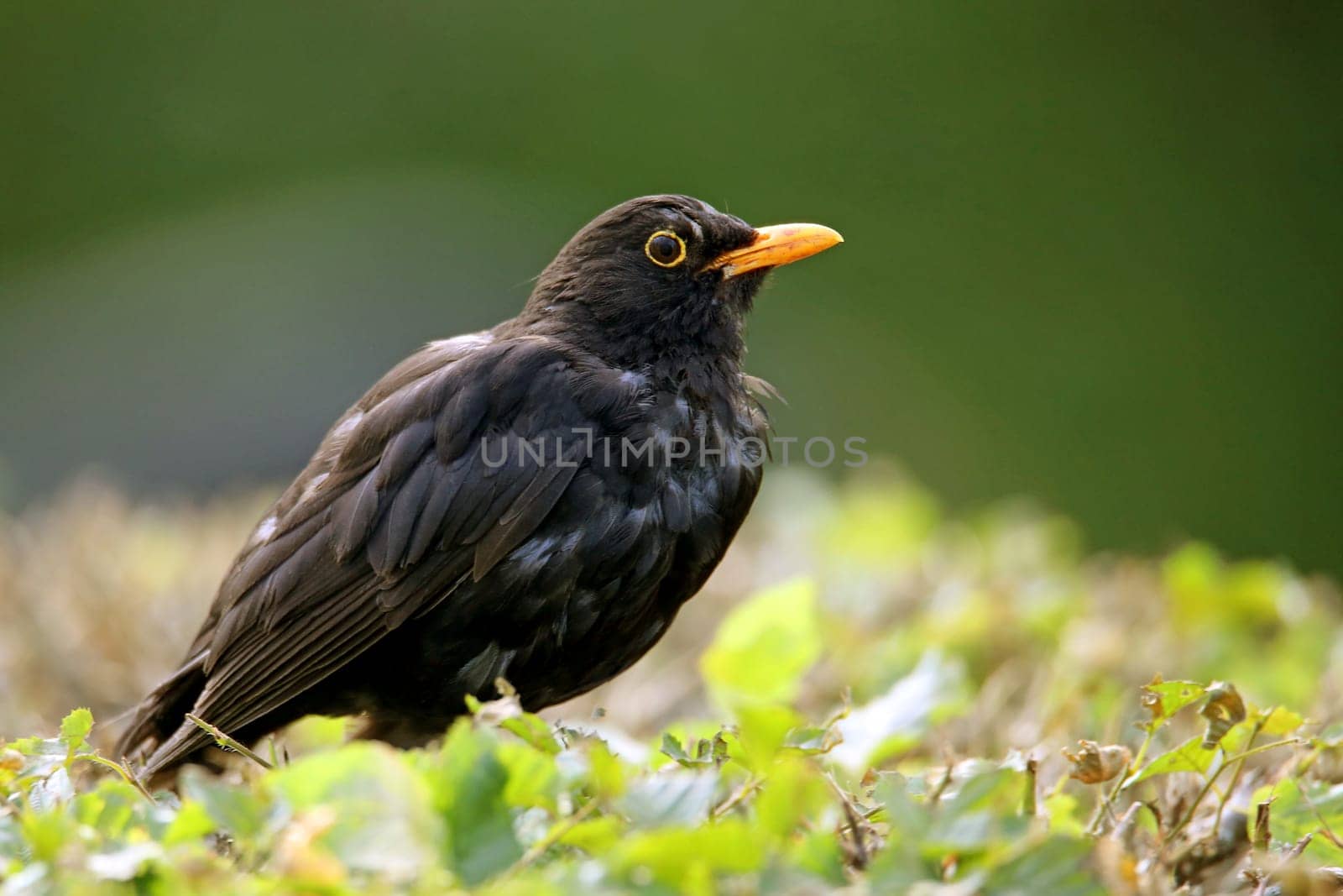 Blackbird Turdus merula on hedge