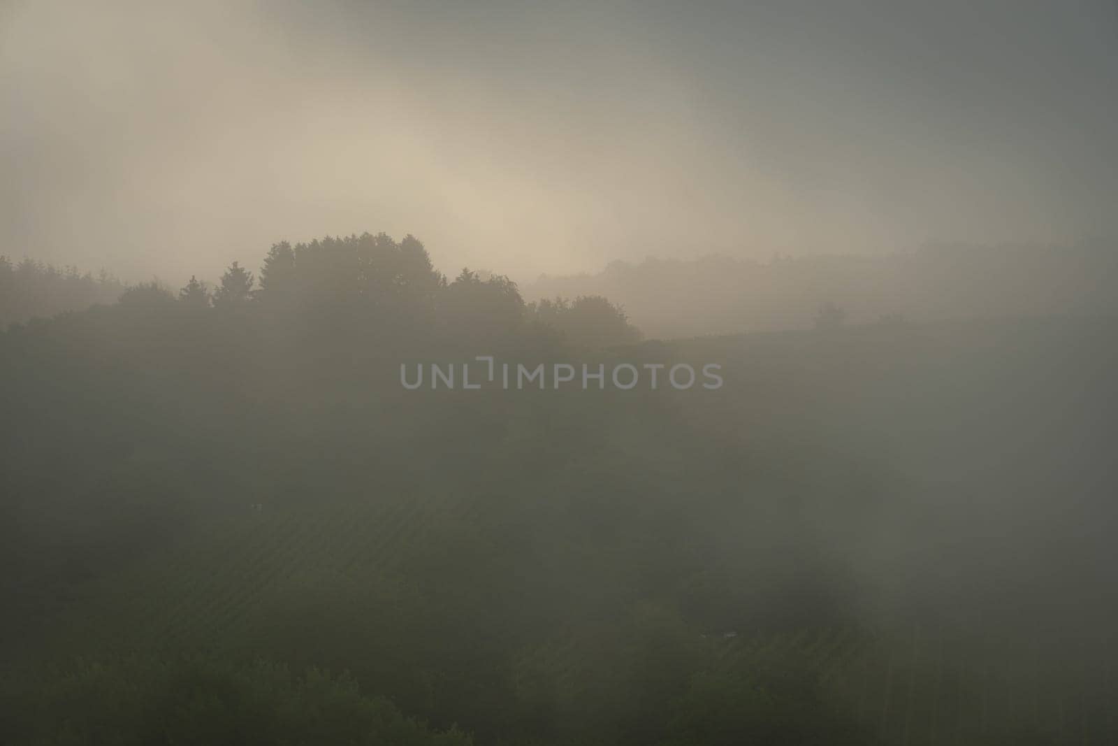 Forest trees in fog dawn