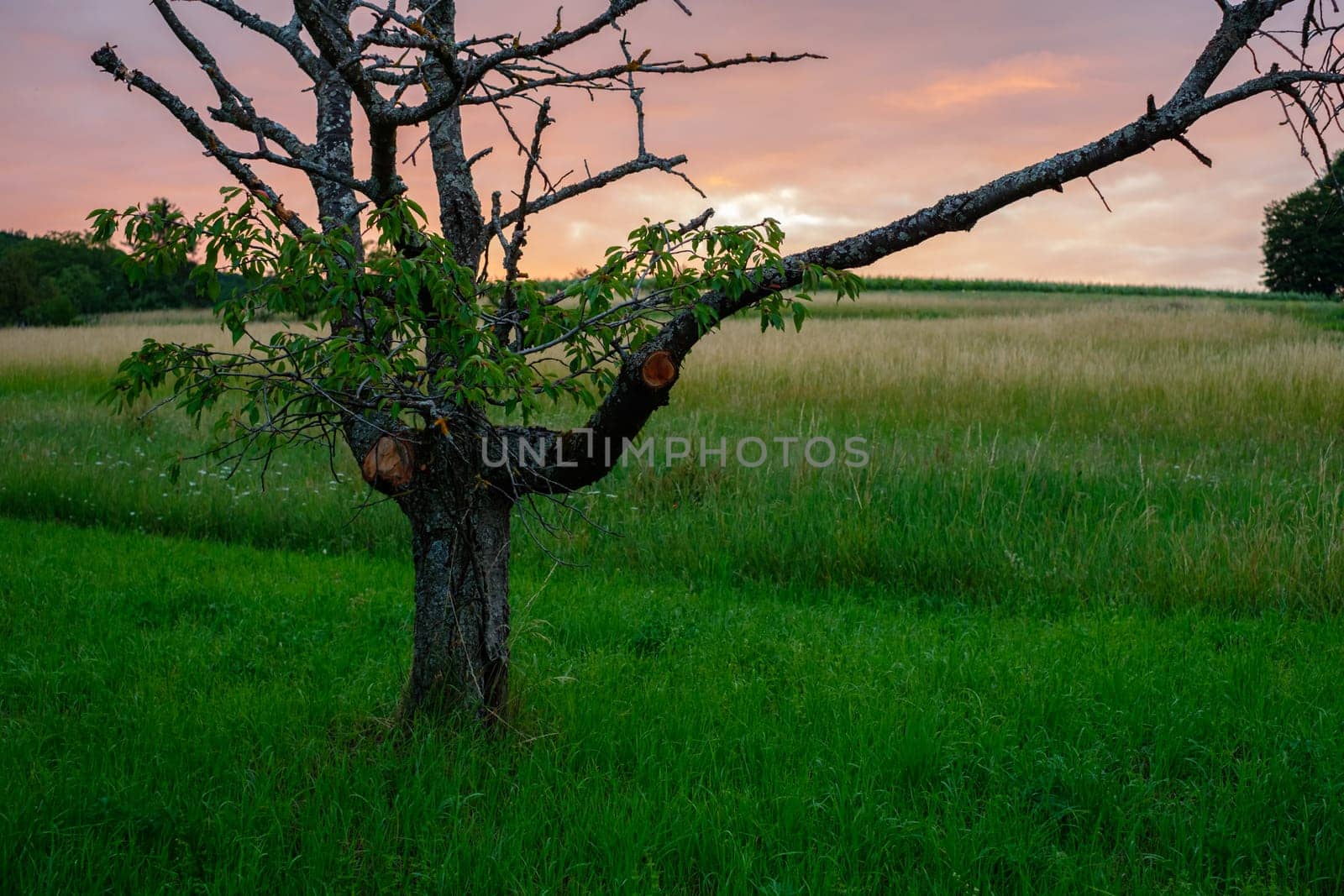 Old fruit tree with cloudy sky in dawn scenery
