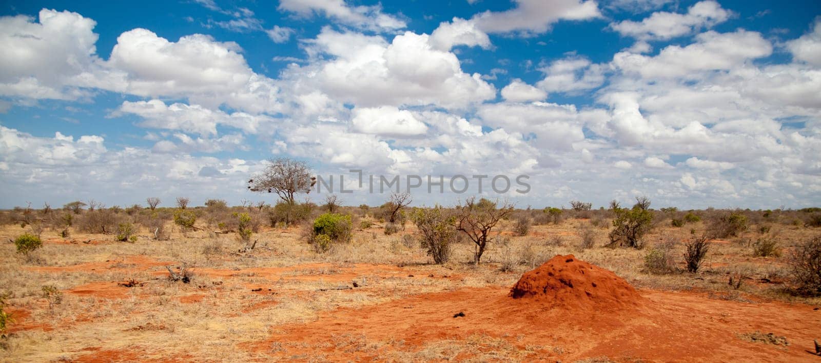Scenery of Kenya, on safari through the savannah.