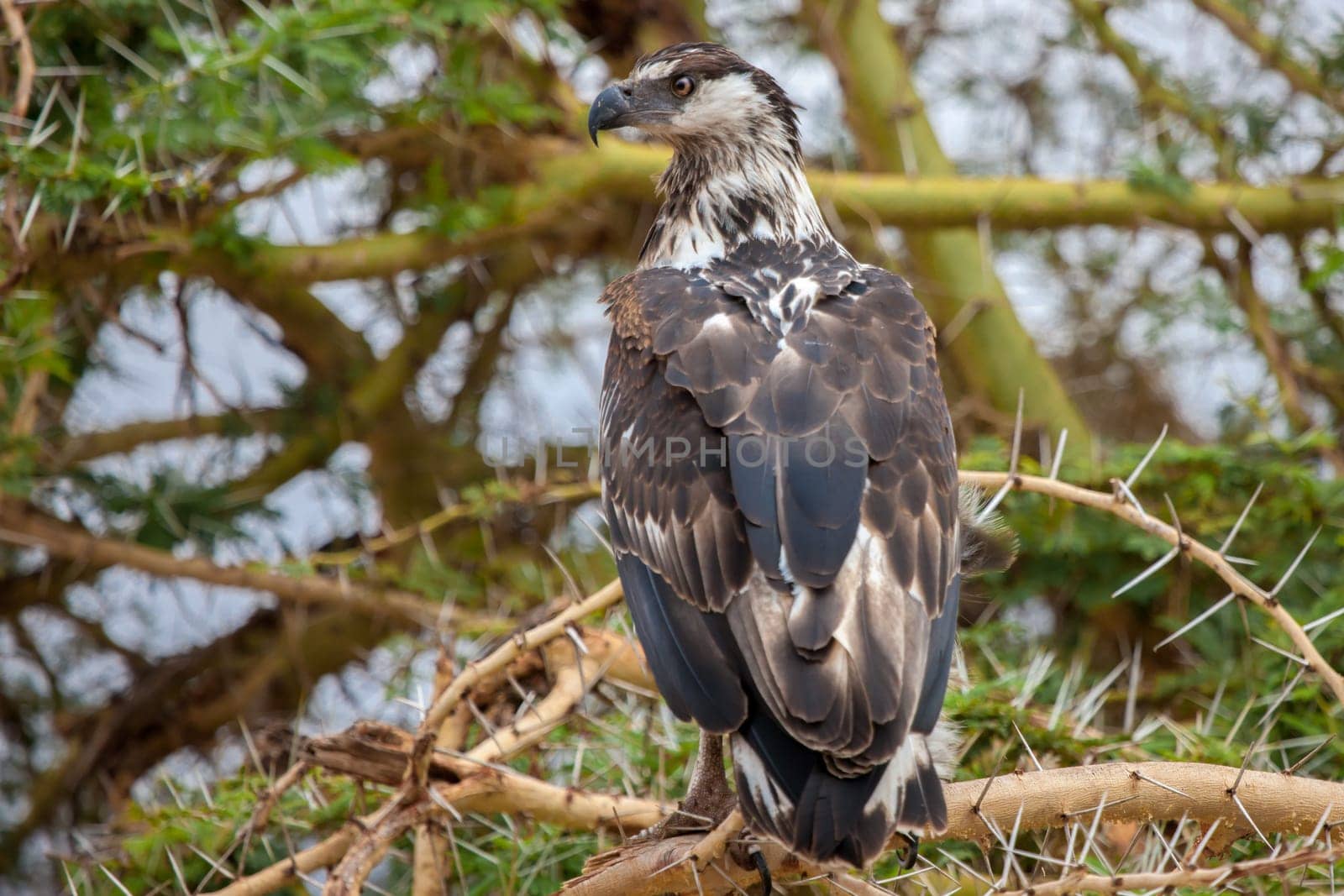 Big bird is sitting on the tree, on safari in Kenya