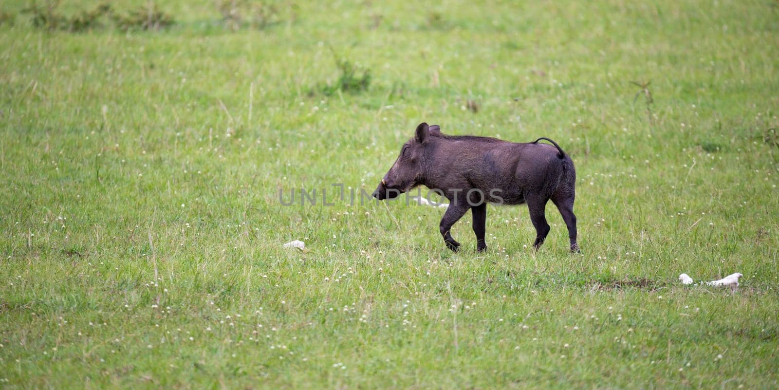 Some Warthogs are grazing in the savannah of Kenya