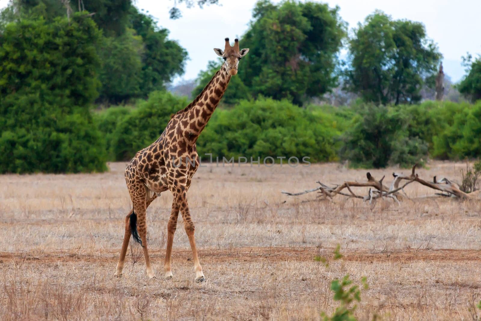 Giraffe in Kenya, on safari
