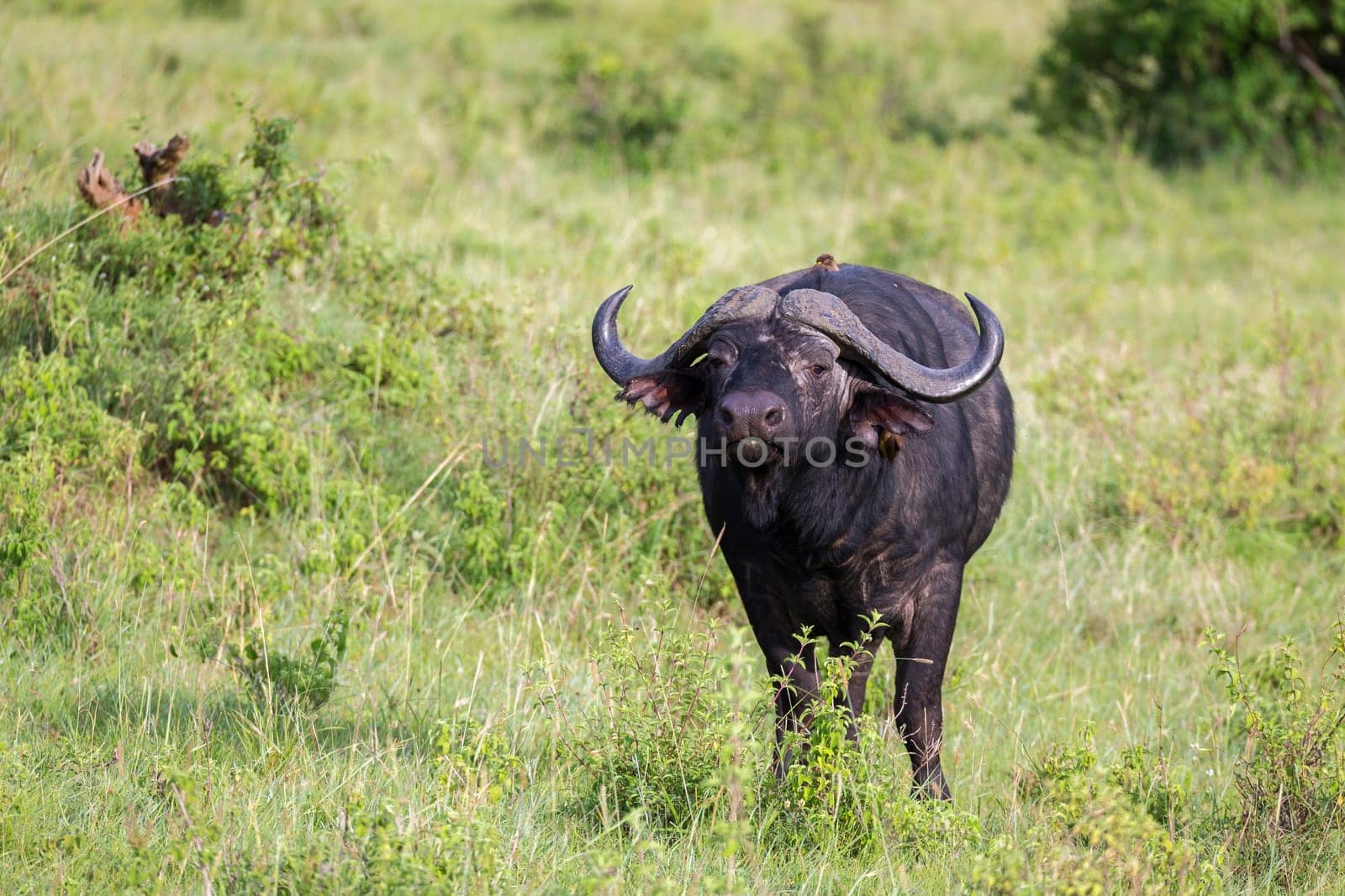 Some big Buffalos are standing in the grass and grazing in the savannah of Kenya