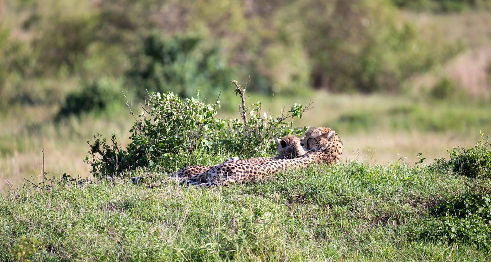 The cheetah mother with two children in the Kenyan savannah