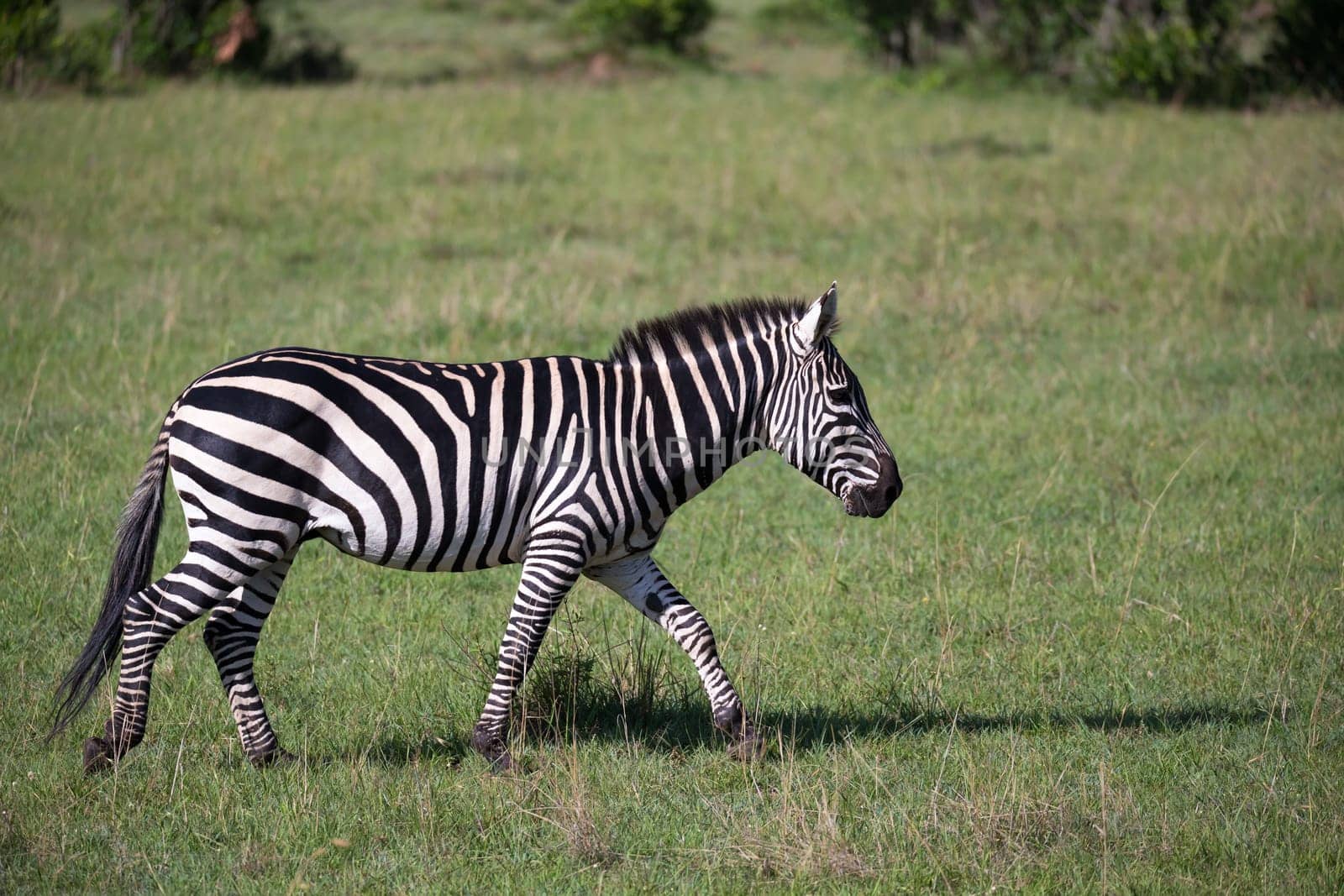 Some Zebras in the middle of the savannah of Kenya