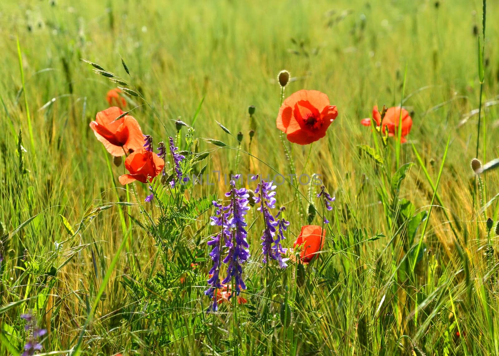 Winter vetch and blood flower on the field edge