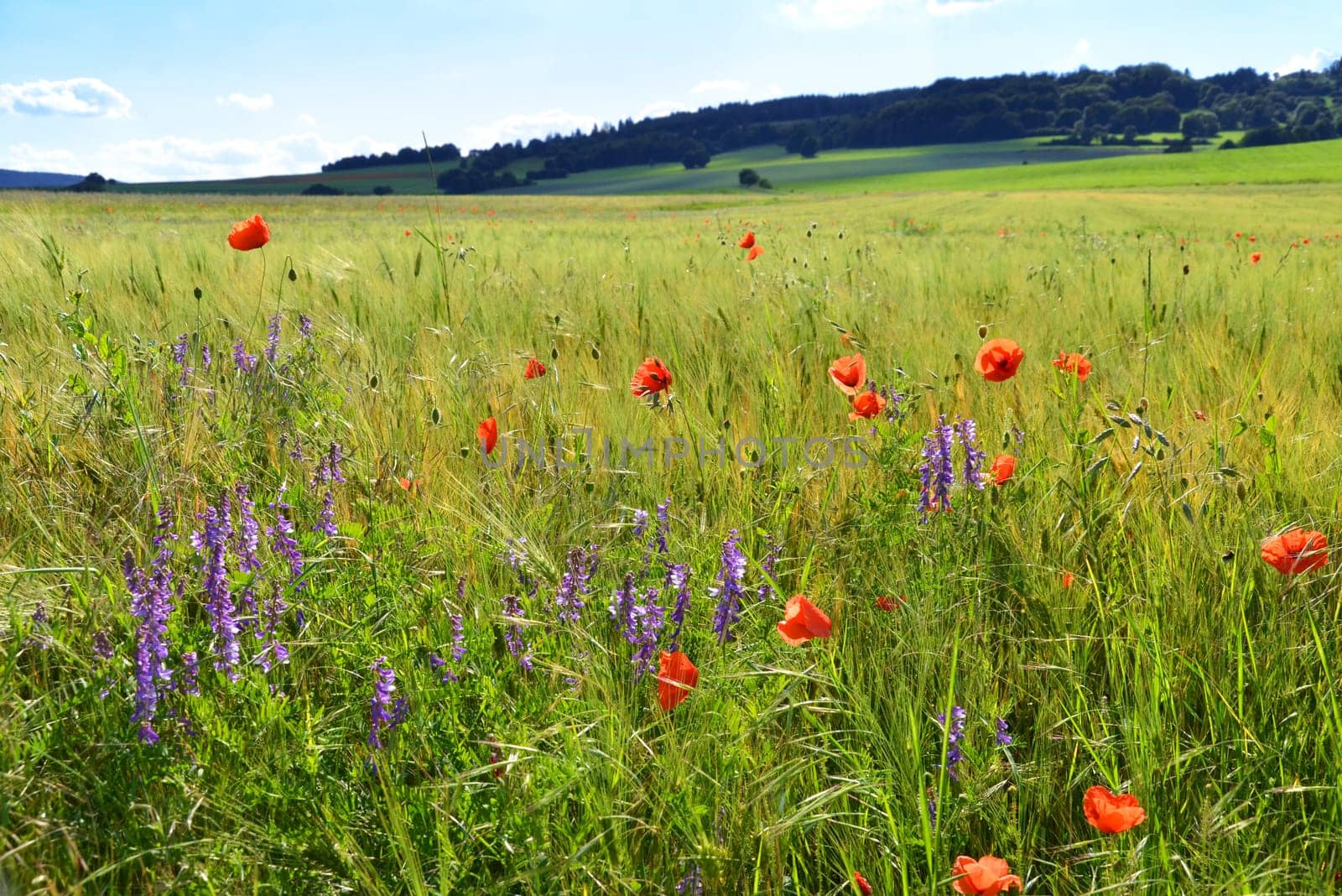 Winter vetch and blood flower on the field edge