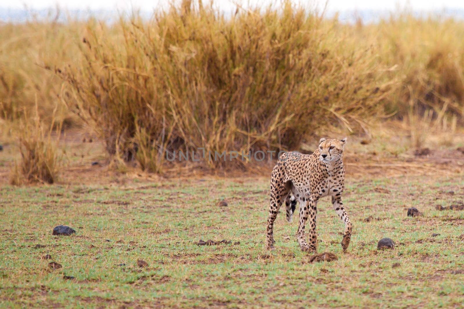 Young gepard is walking in the savannah, safari in Kenya