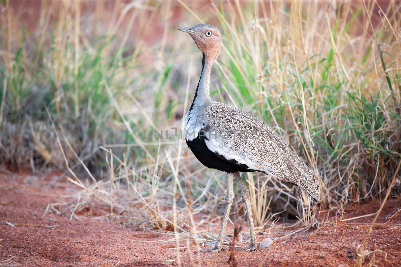 A funny bird standing