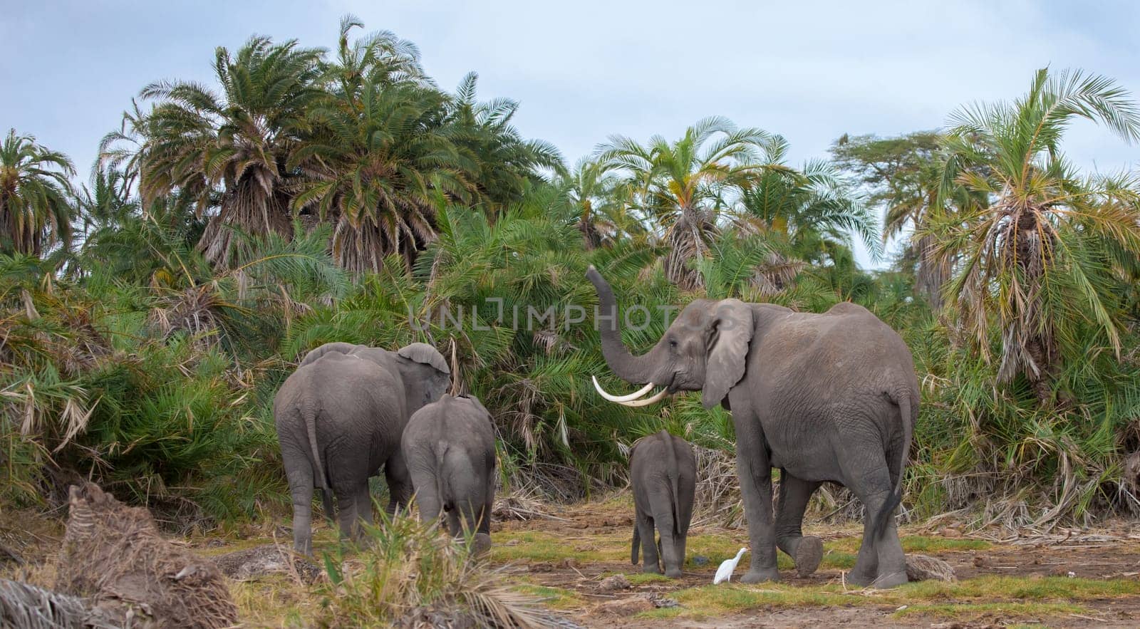 an elephant family in the savannah of Kenya