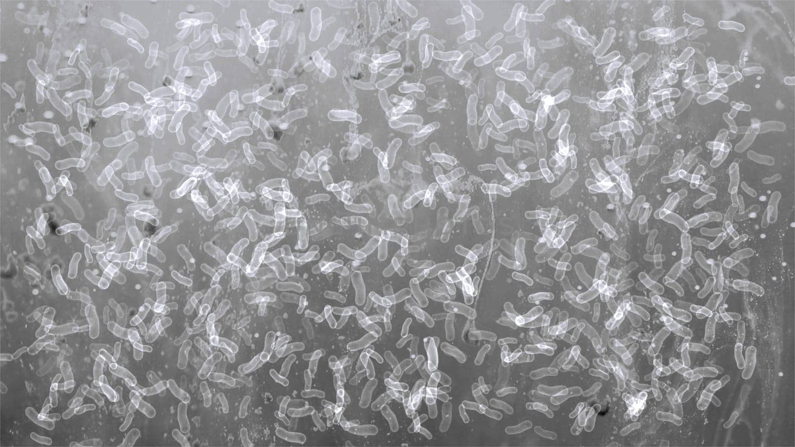 Many bacterias under the microscope