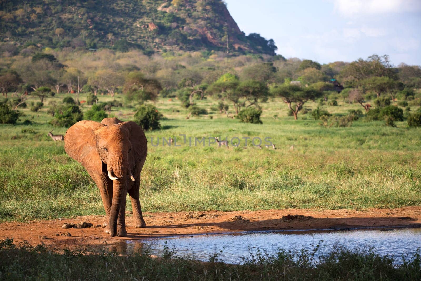 The family of red elephants at a water hole in the middle of the savannah