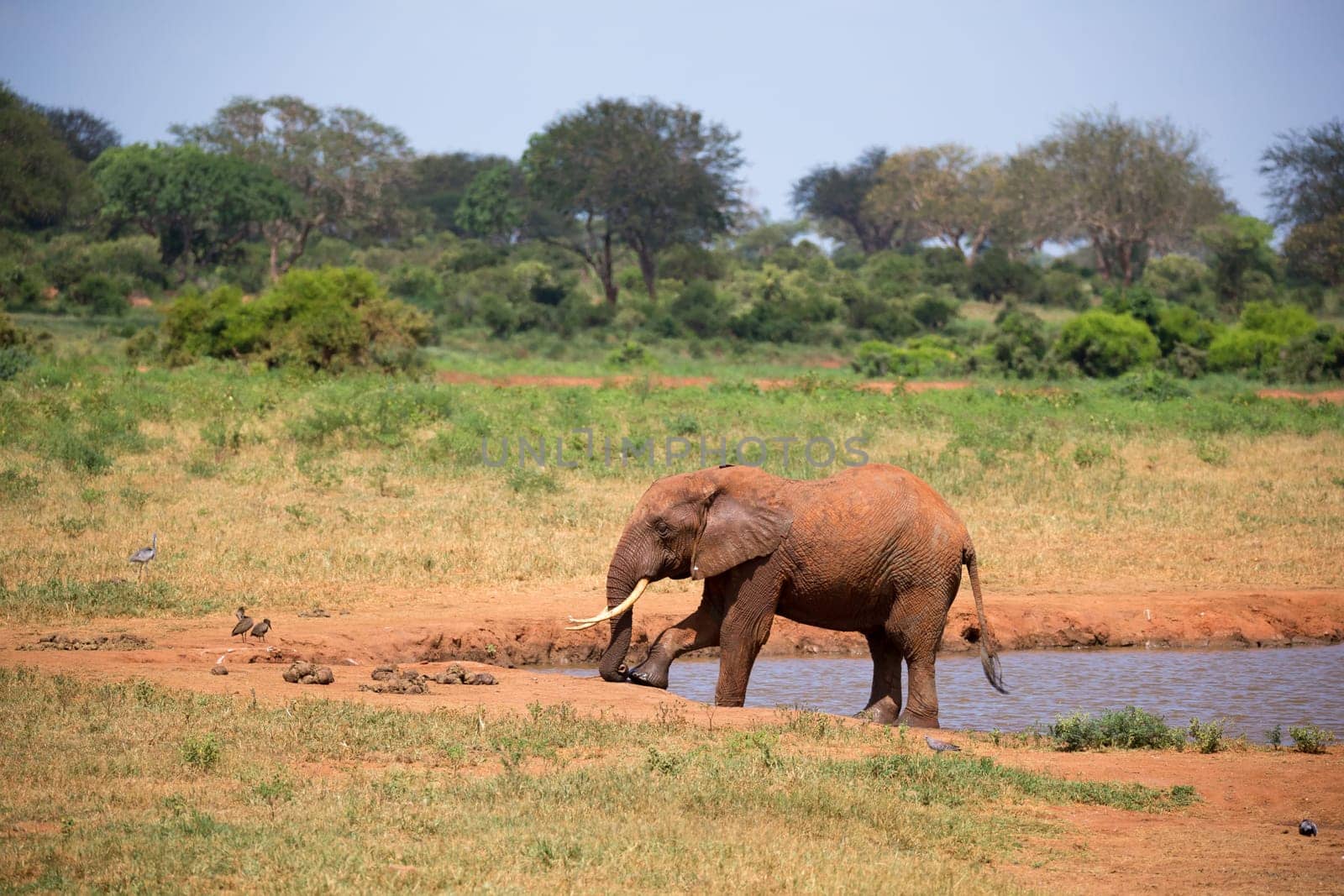 Elephant on the waterhole in the savannah of Kenya