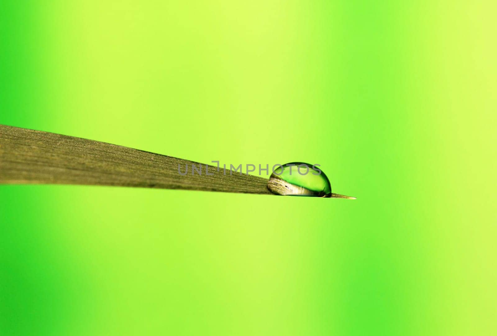 Droplet on leaf