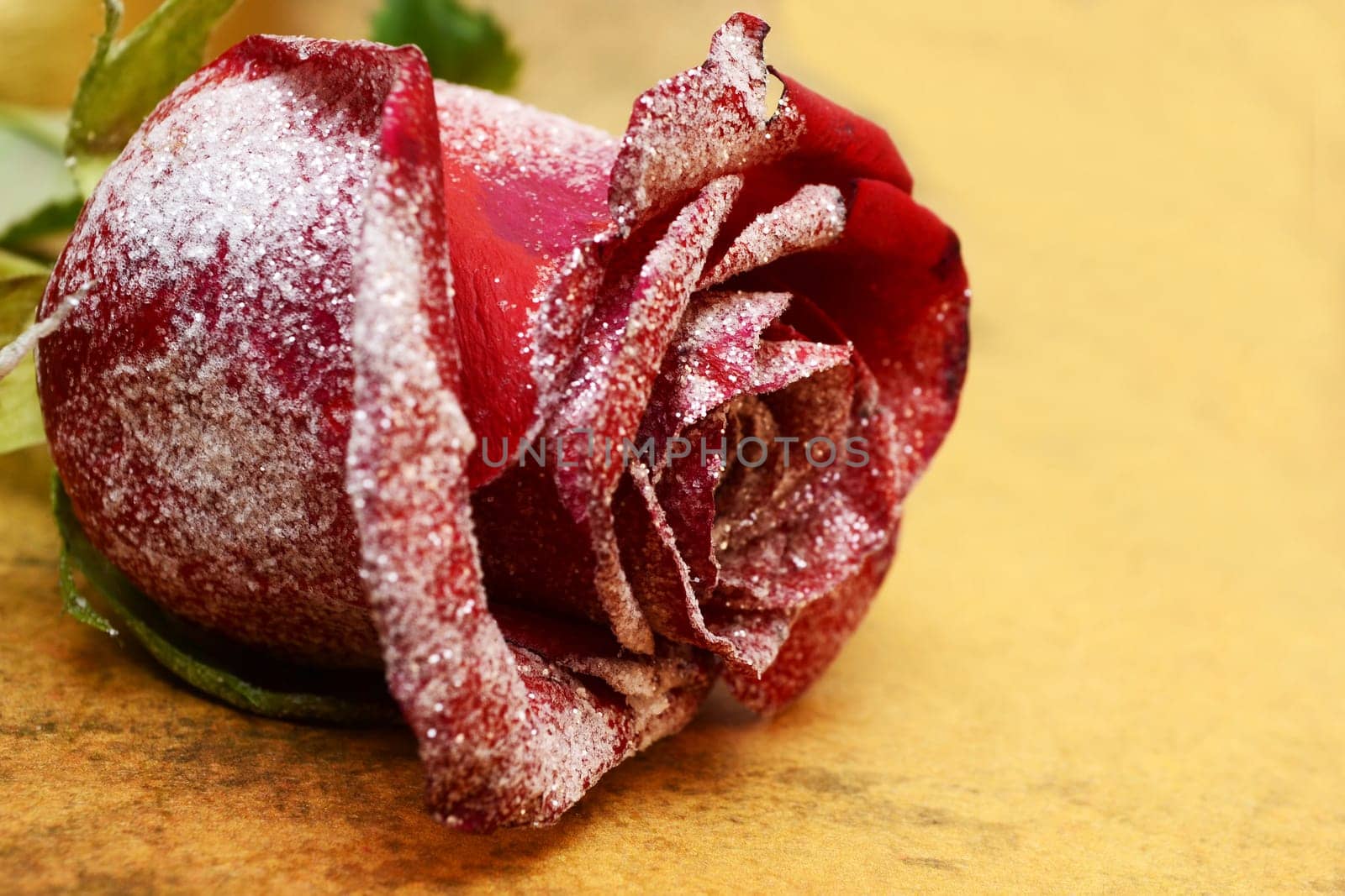 Red rose