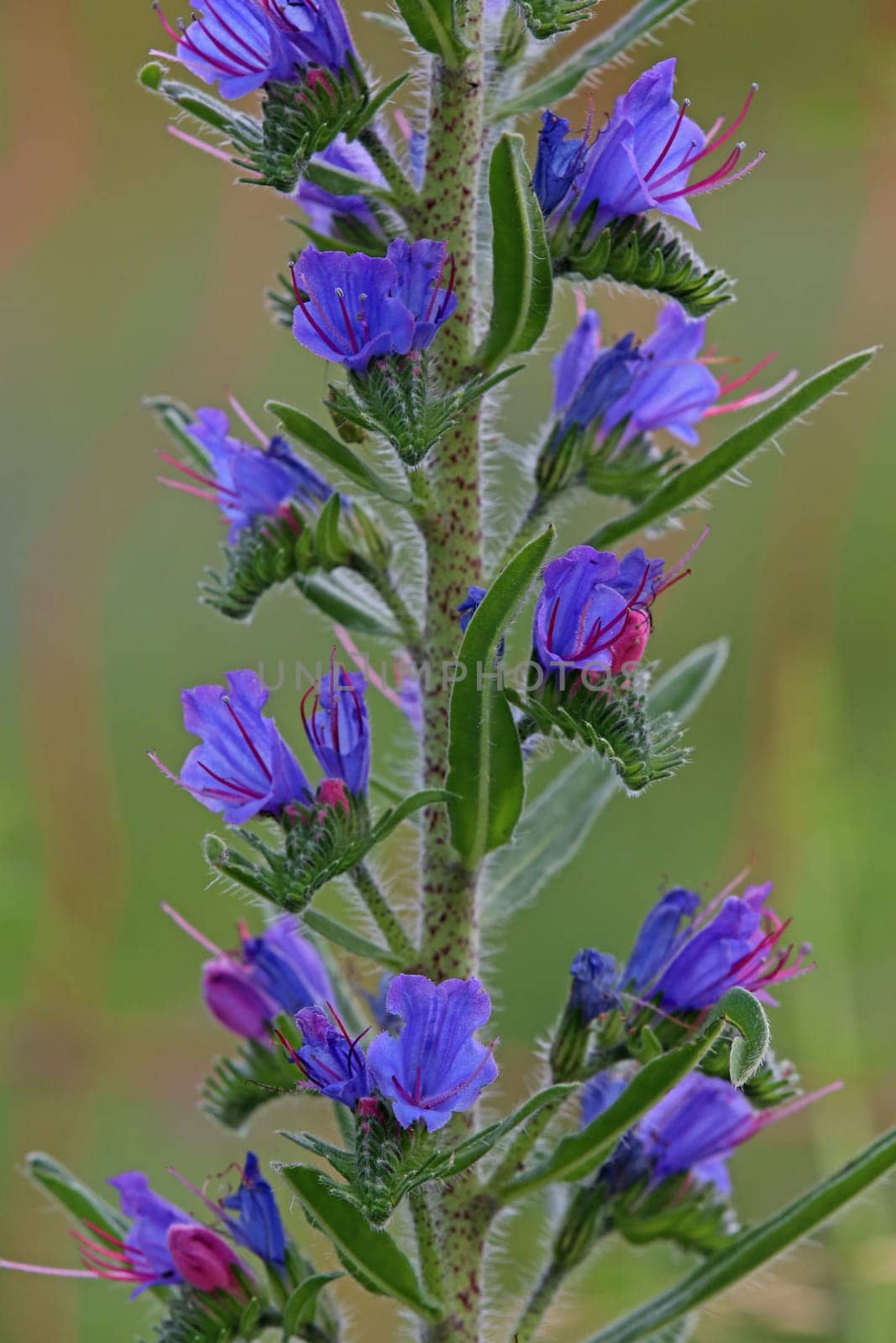 Blue viper's head or proud Heinrich Echium vulgare