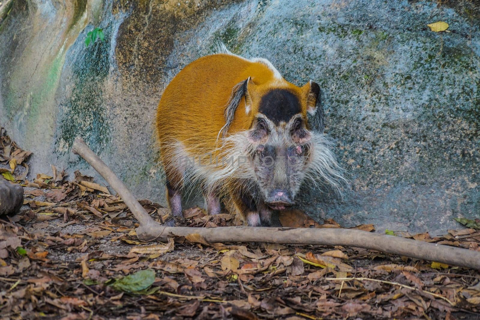 Image of the wild Red River wild boar. Shooting Location: Singapore