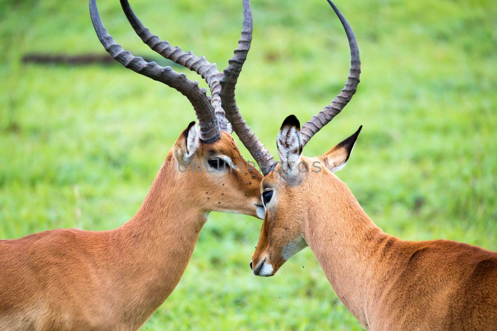 An Impala family on a grass landscape in the Kenyan savannah