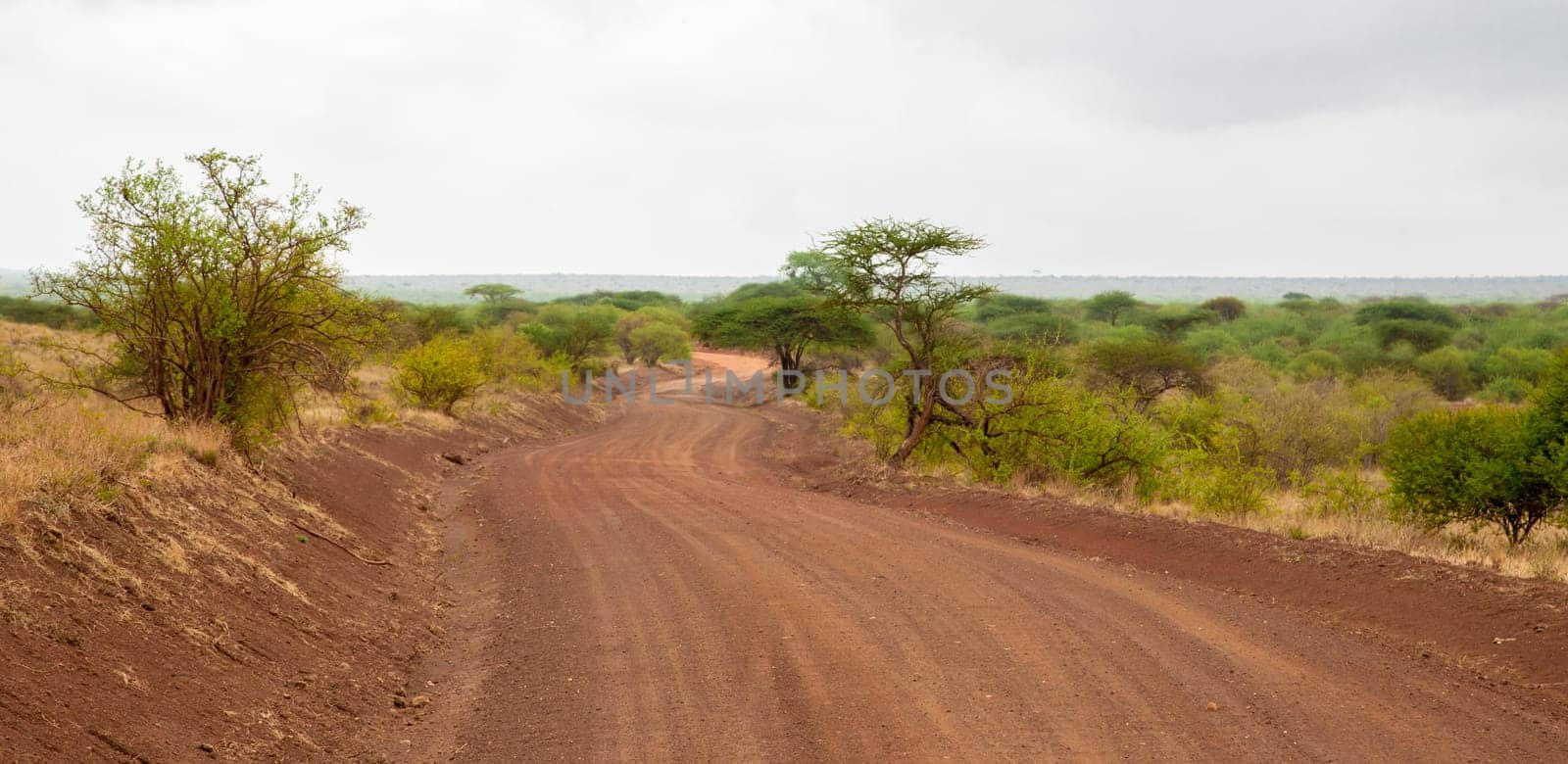 Landscape in Kenya, road through the national park