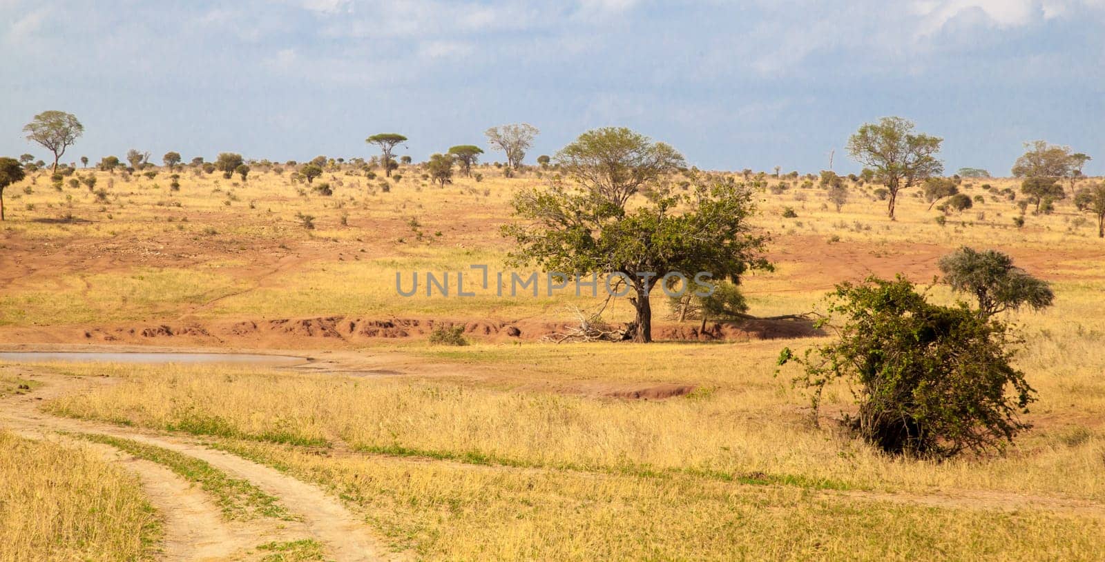 Landscape in Kenya, a way in the national park