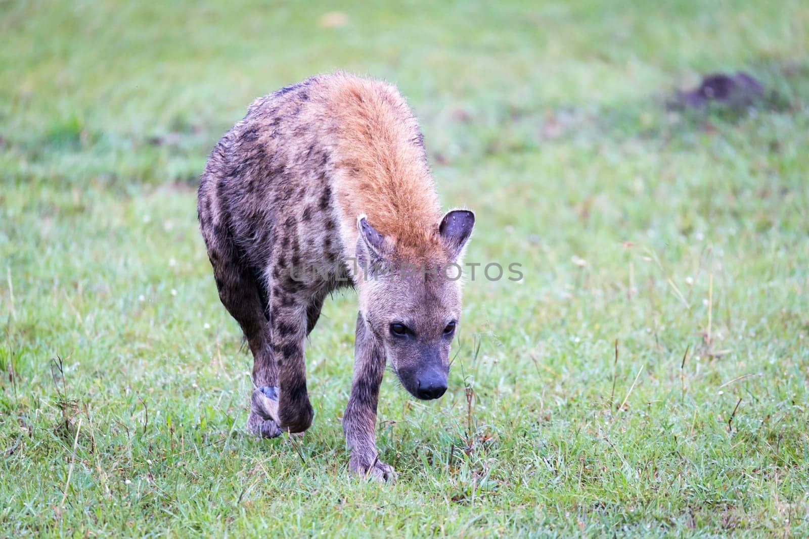 One hyena walks in the savanna in search of food