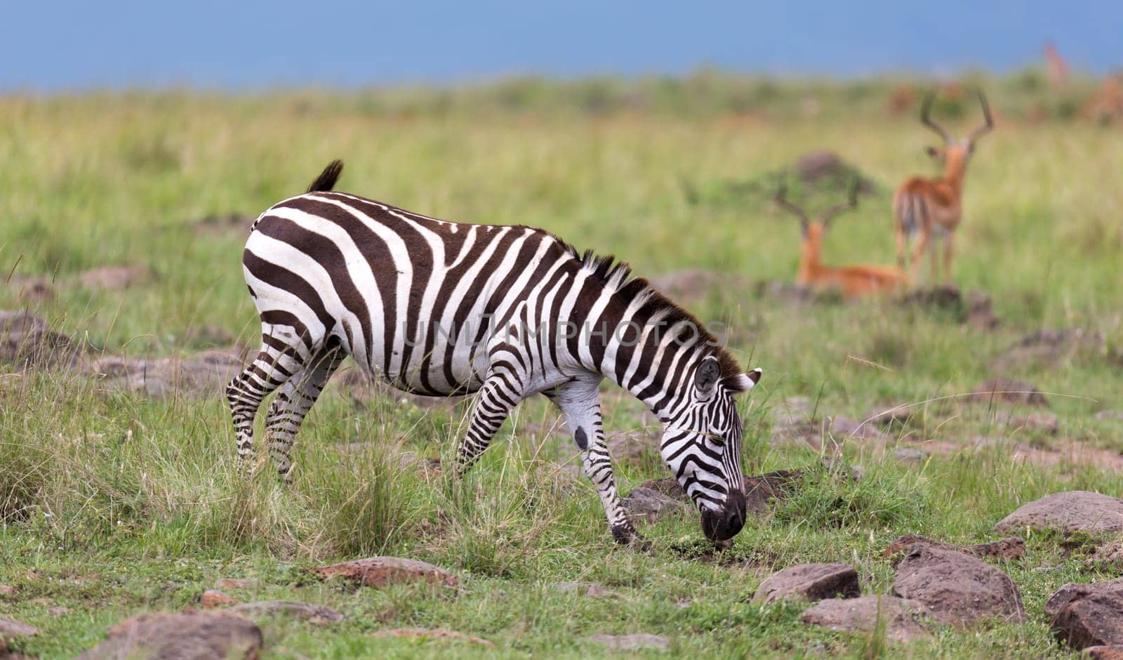 The Zebra family grazes in the savanna in close proximity to other animals